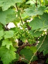 bunch of unripe grapes on a vine Royalty Free Stock Photo