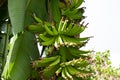 A bunch of unripe green bananas growing on a cavendish plant Royalty Free Stock Photo