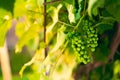 A bunch of unripe green grapes in the early morning at sunrise. Vineyard in soft sunlight. Close-up, blurred background