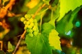 A bunch of unripe green grapes in the early morning at sunrise. Vineyard in soft sunlight. Close-up, blurred background