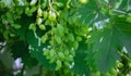 Bunch of unripe green grapes hanging on a branch in the shadow of leaves of vineyard trees. The growth of grapes in natural