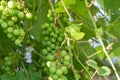 A bunch of unripe green grapes ripening on a branch of grapes, a vine of grapes with green berries Royalty Free Stock Photo