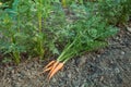 a bunch of unripe small freshly dug carrots with tops on a garden bed Royalty Free Stock Photo