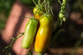 A bunch of unripe tomatoes hanging