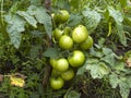 Unripe tomatoes on a vegetable patch