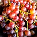 Raw black organic grapes fruit from India farm Royalty Free Stock Photo