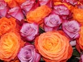 A bunch of various blossoming roses as a flower background. Royalty Free Stock Photo