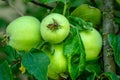 Bunch of verdant green apples growing in the garden