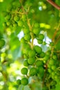 Bunch of verdant green grapes growing in the garden