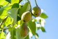 Bunch of verdant green pears growing in the garden