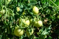 Bunch of verdant green tomatoes growing in the garden