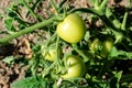 Bunch of verdant tomatoes growing in the garden