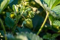 Green verdant tiny strawberries singing in the garden Royalty Free Stock Photo