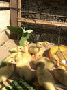 a bunch of very yellow ducklings