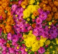 Beautiful autumn flowers background. Royalty Free Stock Photo