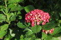 Bunch of vibrant pink blooming Hydrangea flowers. Royalty Free Stock Photo