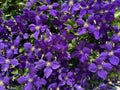 Bunch of Vibrant Purple Clematis Flowers in Spring In June