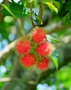 Bunch of Vibrant Red Color Ripe Rambutan Fruits on the tree in the Plantation, Rayong Province, Thailand Royalty Free Stock Photo