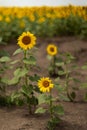 Bunch of vibrant sunflowers blooming in a field Royalty Free Stock Photo