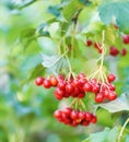 Bunch of viburnum on green leaves background, fresh red berries. The concept of healthy eating. Natural organic food. Royalty Free Stock Photo