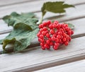 Bunch of viburnum with leaves on wooden background, fresh red berries. The concept of healthy eating. Natural organic food. Royalty Free Stock Photo