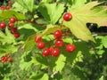 Bunch of viburnum under green leaves. Red viburnum is one of the symbols of Ukraine. Gardening of Ukraine