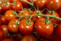 Close up of cluster of green vine red tomatos at the super market Royalty Free Stock Photo