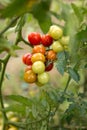 A bunch of Vine ripened variety of red, yellow, green home grow Royalty Free Stock Photo