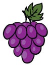 Painting of a bunch of violet grapes, vector or color illustration