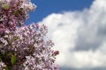 Bunch of violet lilac flower on the background of blue sky with clouds. Selective focus Royalty Free Stock Photo