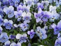 Bunch of violet Pansy, Viola flowers blooming in spring of The Netherlands