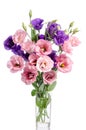 Bunch of violet and pink eustoma flowers in glass vase Royalty Free Stock Photo