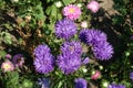Bunch of violet and pink flowers of China aster Royalty Free Stock Photo