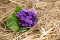 Bunch of violets dipped in the straw