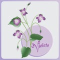 Bunch of violets. Vector