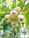 a bunch of water guava fruit