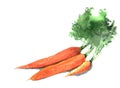 Bunch of watercolor carrots. Hand drawn illustration isolated on white background