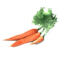 Bunch of watercolor carrots. Hand drawn illustration isolated on white background. Vector Royalty Free Stock Photo