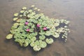 Bunch of waterlillies Royalty Free Stock Photo