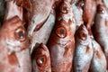 Bunch of wet fresh red fishes which lying on each other Royalty Free Stock Photo