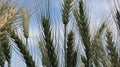 Bunch of wheat barleys in the field