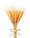 Bunch of wheat ears Royalty Free Stock Photo