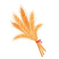 Bunch of wheat ears or barley, ripe yellow whole stalks isolated on white background. Golden spikelets in cartoon style