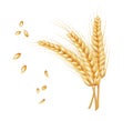 Bunch of wheat ears and dried grain in realistic style isolated on white background. Gold harvest sign. Vector illustration Royalty Free Stock Photo