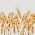 Bunch of wheat ears, dried whole grains seamless realistic illustration isolated on transparent background. Bakery Royalty Free Stock Photo