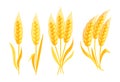 Bunch of wheat ears. Grains of cereals. Cereals harvest, agriculture Royalty Free Stock Photo