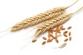 Bunch of wheat ears with wheat grains isolated Royalty Free Stock Photo