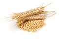 Bunch of wheat ears with wheat grains isolated Royalty Free Stock Photo