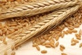 Bunch of wheat ears with wheat grains Royalty Free Stock Photo