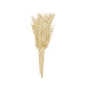 Bunch of wheat ears isolated on white background. Cultivated cereal plant, grain, crop. Harvest or yield. Natural